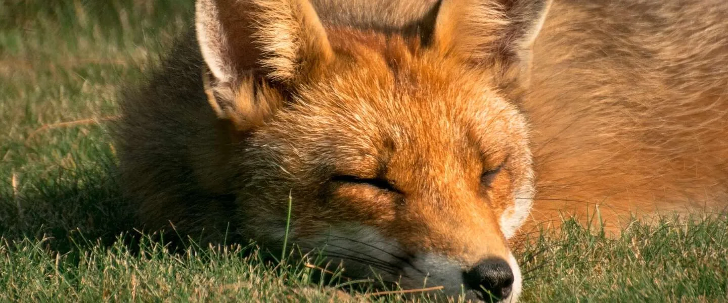 foxontherun header
