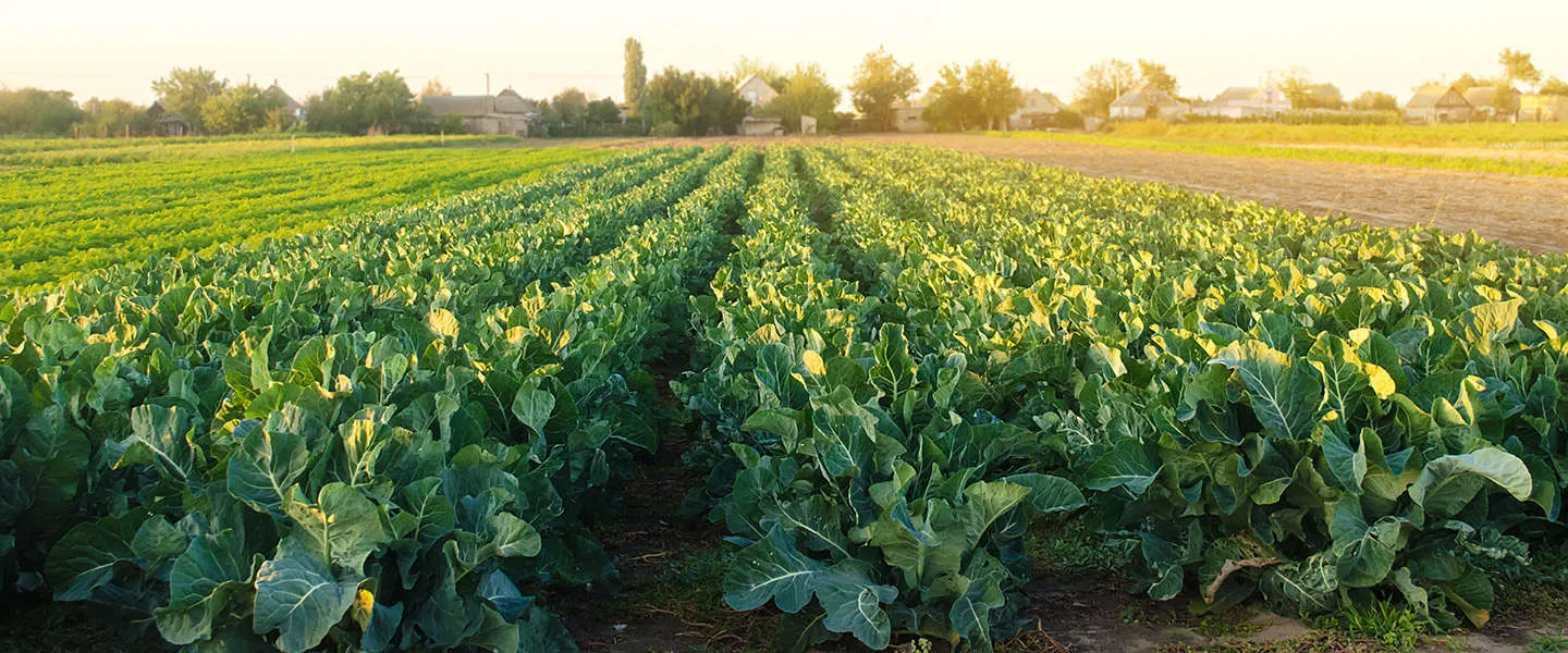 gewassen boer checken