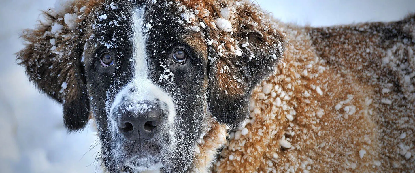 Goed nieuws: sneeuw- en ijspret, podcast AIVD en muziek voor je brein