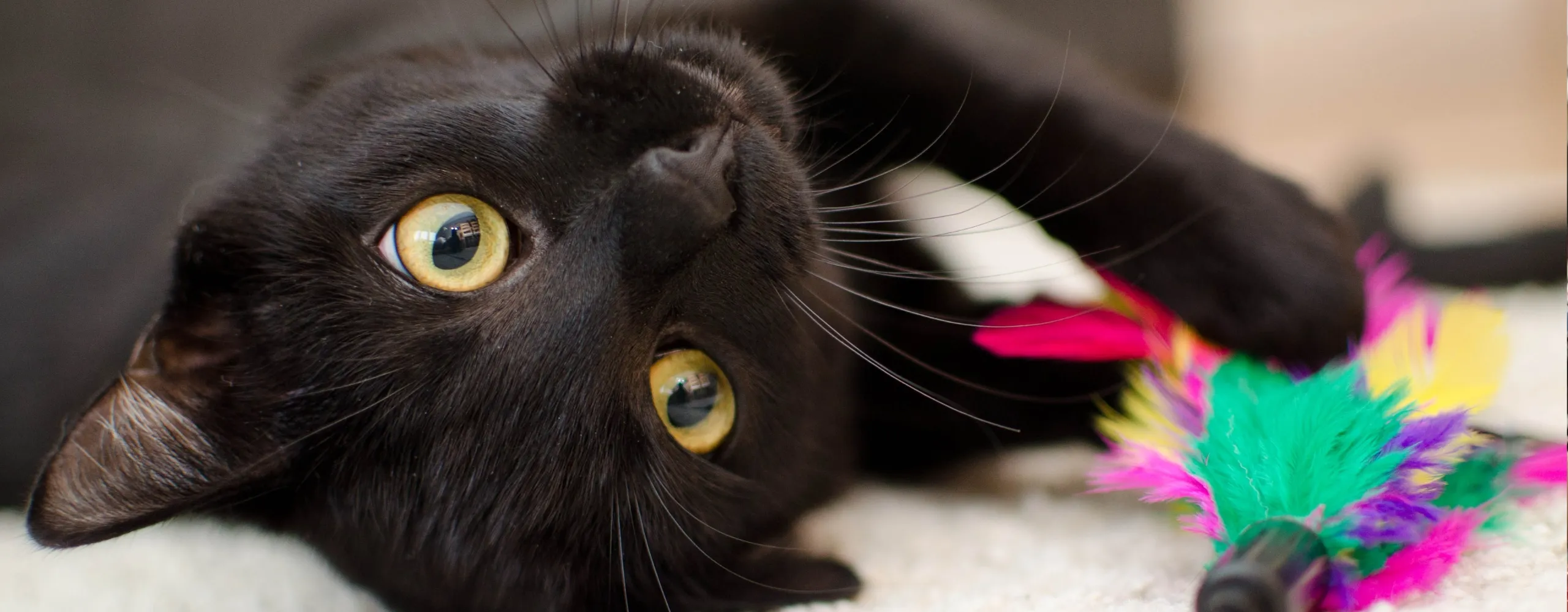 Deze Week Viral: kattenfilmpjesfest, LEGO-record en meer