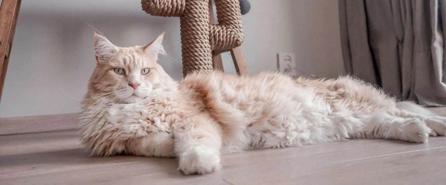 kattenwebshop poezenbazen