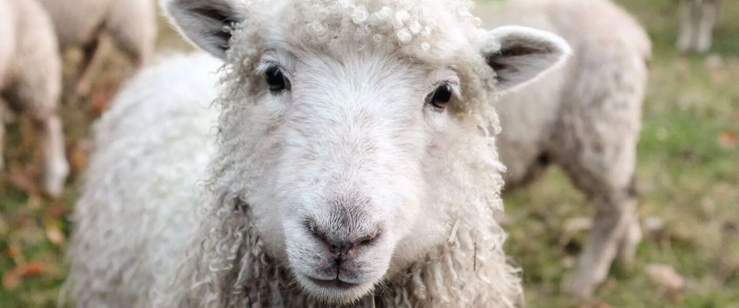 Dieren klonen, een twijfelachtige geschiedenis: hoe is het nu?