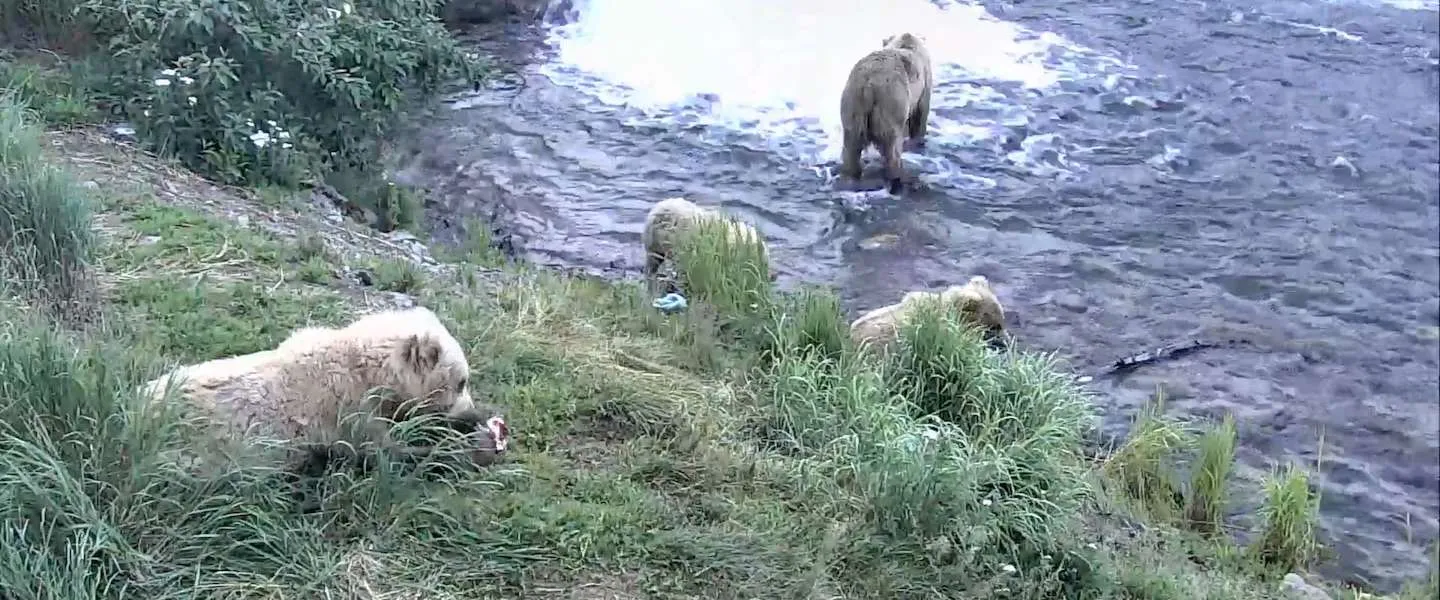 live google earth beren