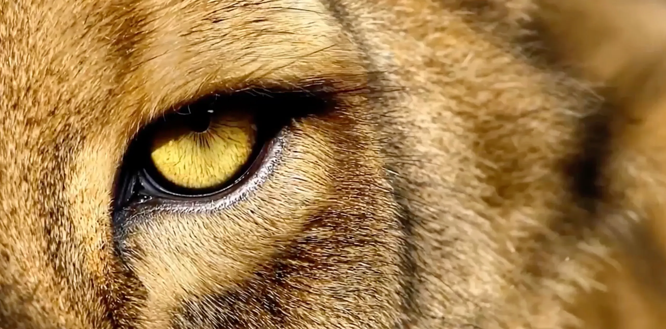 peugeot e lion day 2025