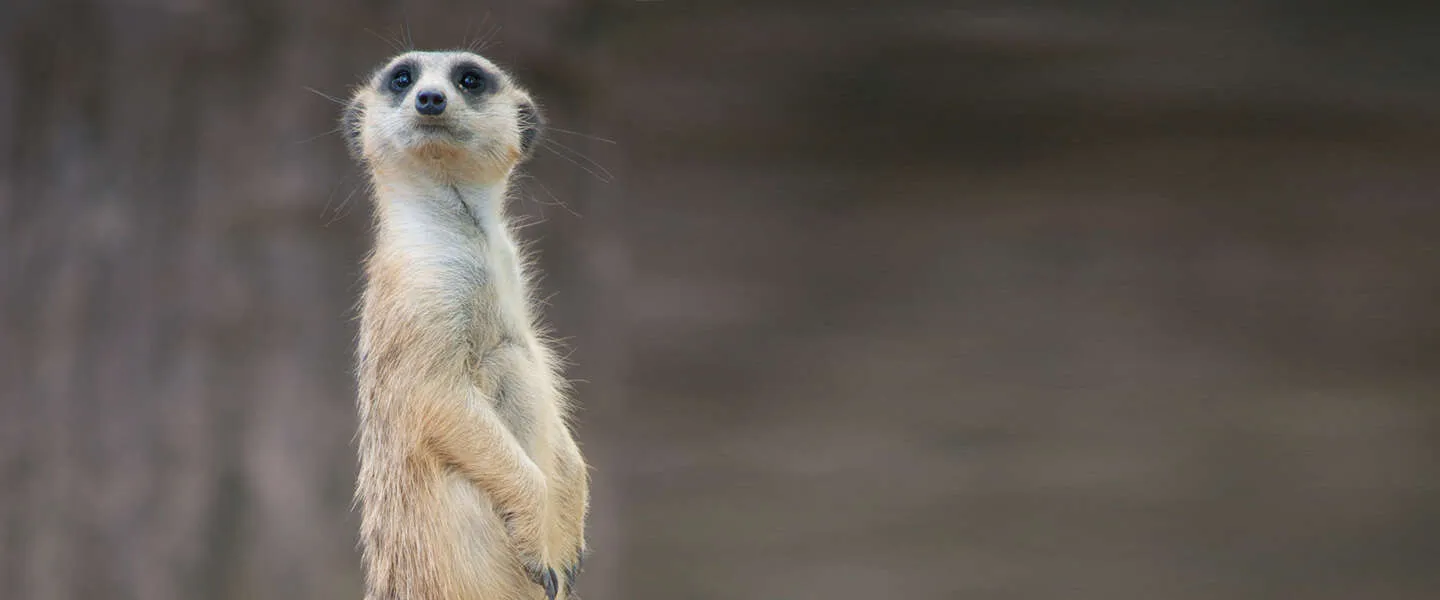 social media die niet meer bestaan