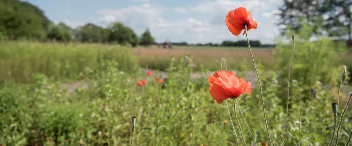succes campagne welkom terug nl