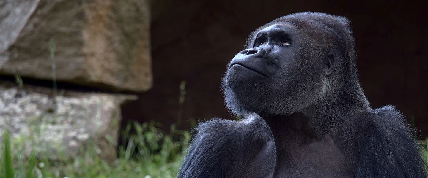 Goed nieuws: WallStreetBets helpt gorilla’s, nieuwe Life is Strange en Landelijke Opschoondag