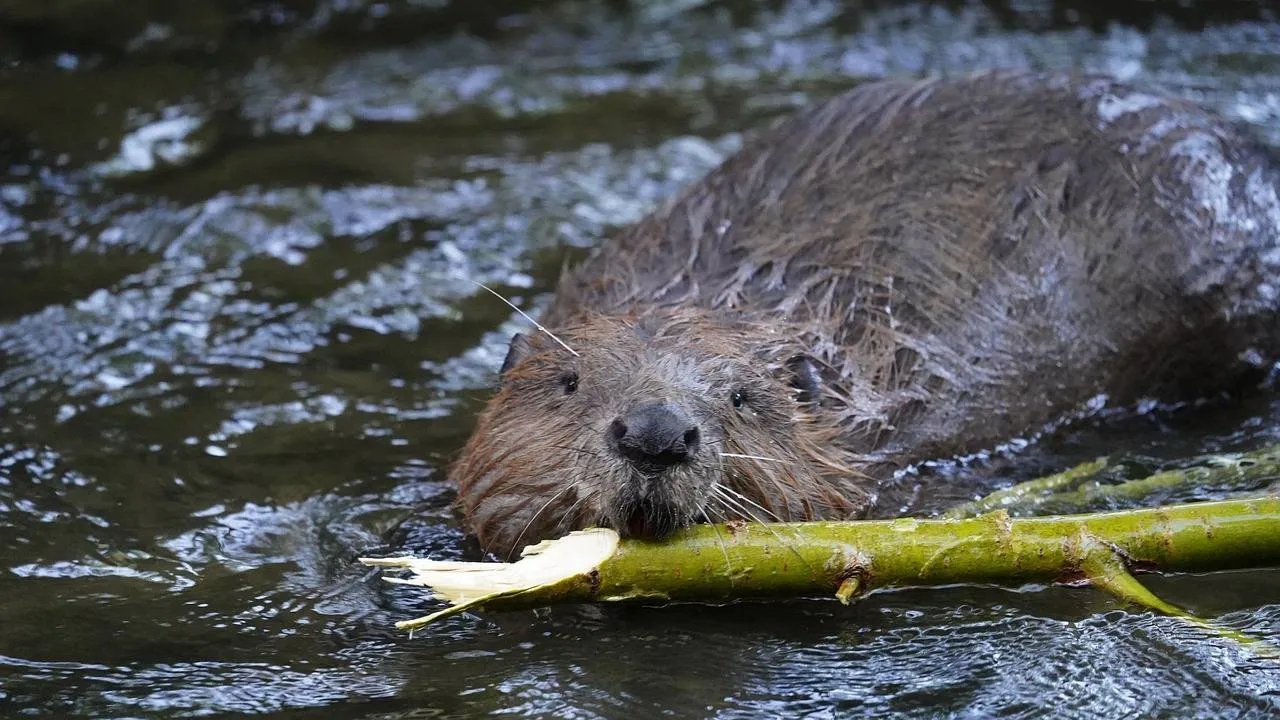 Bever, Ralf82, Pixabay