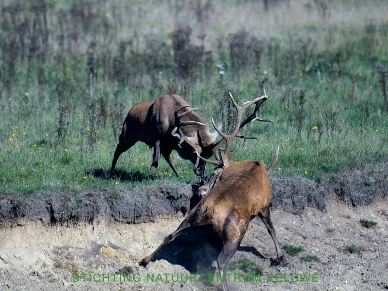 bronsttocht 02