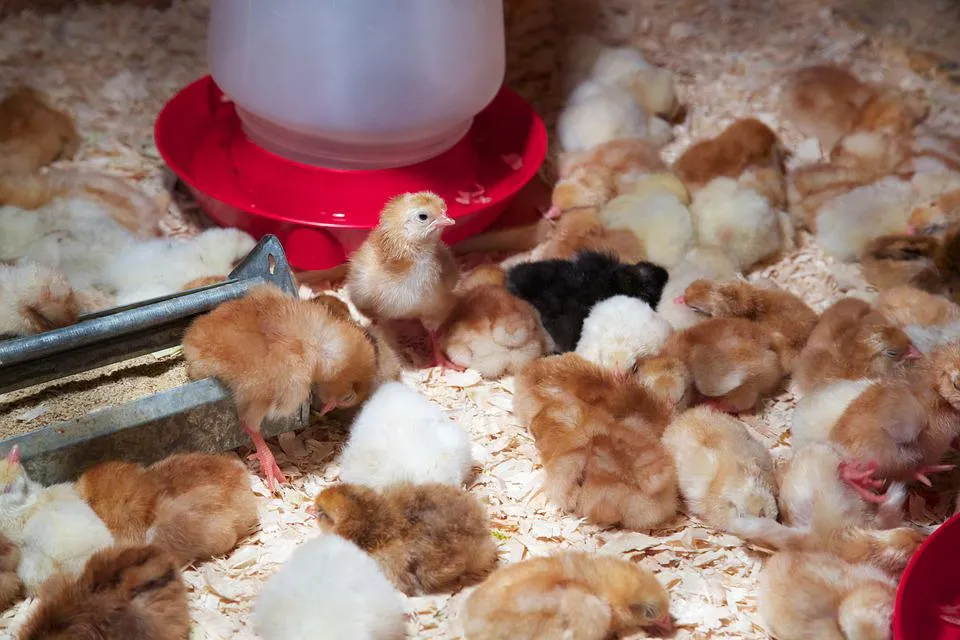 chick 4338352 960 720