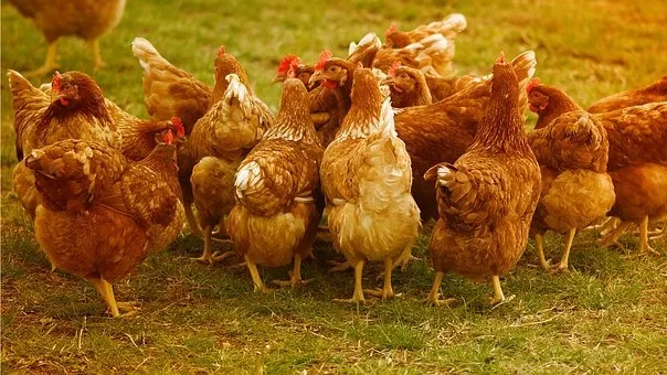 chickens 4145198 340