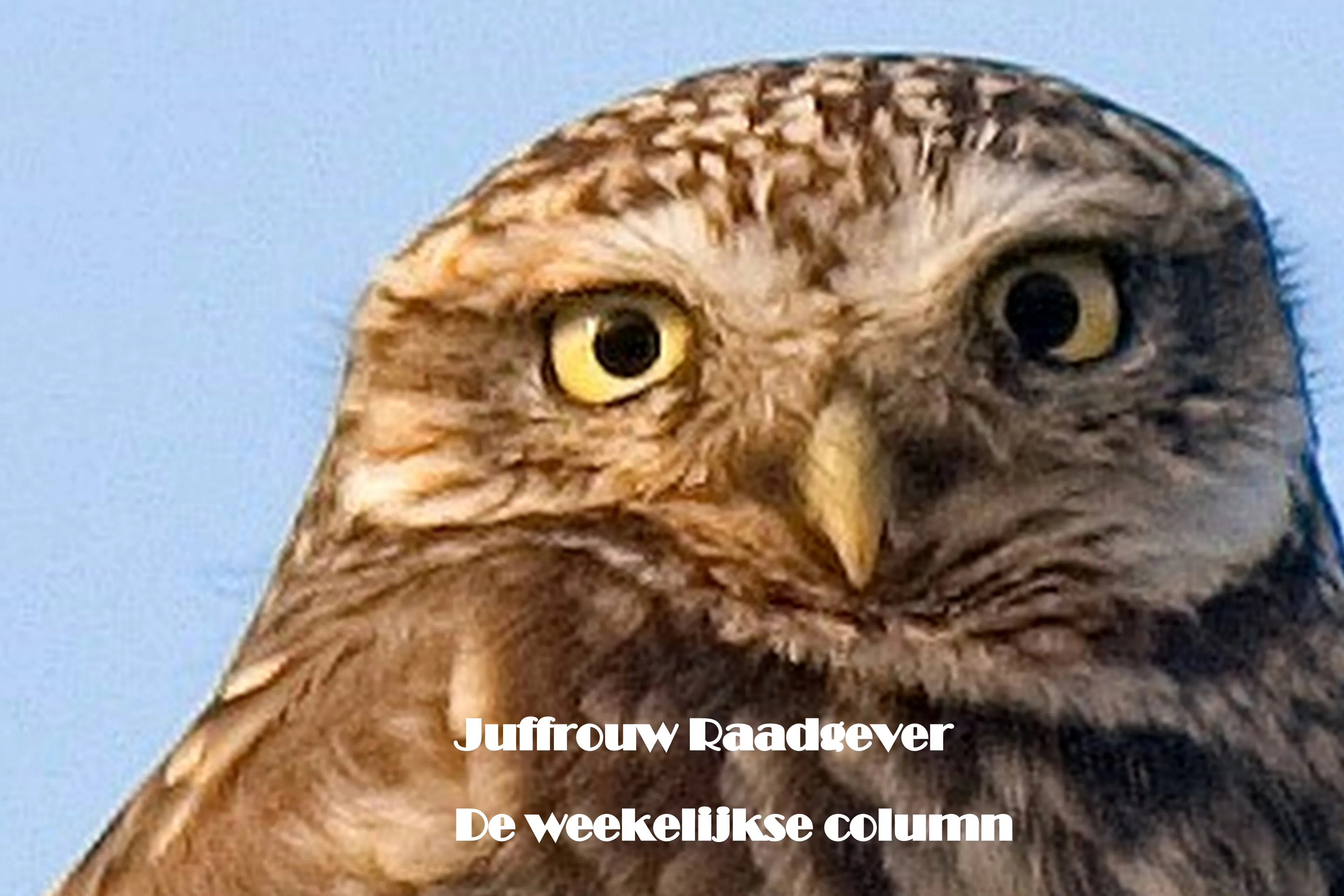 juffrouw raadgever de column groot