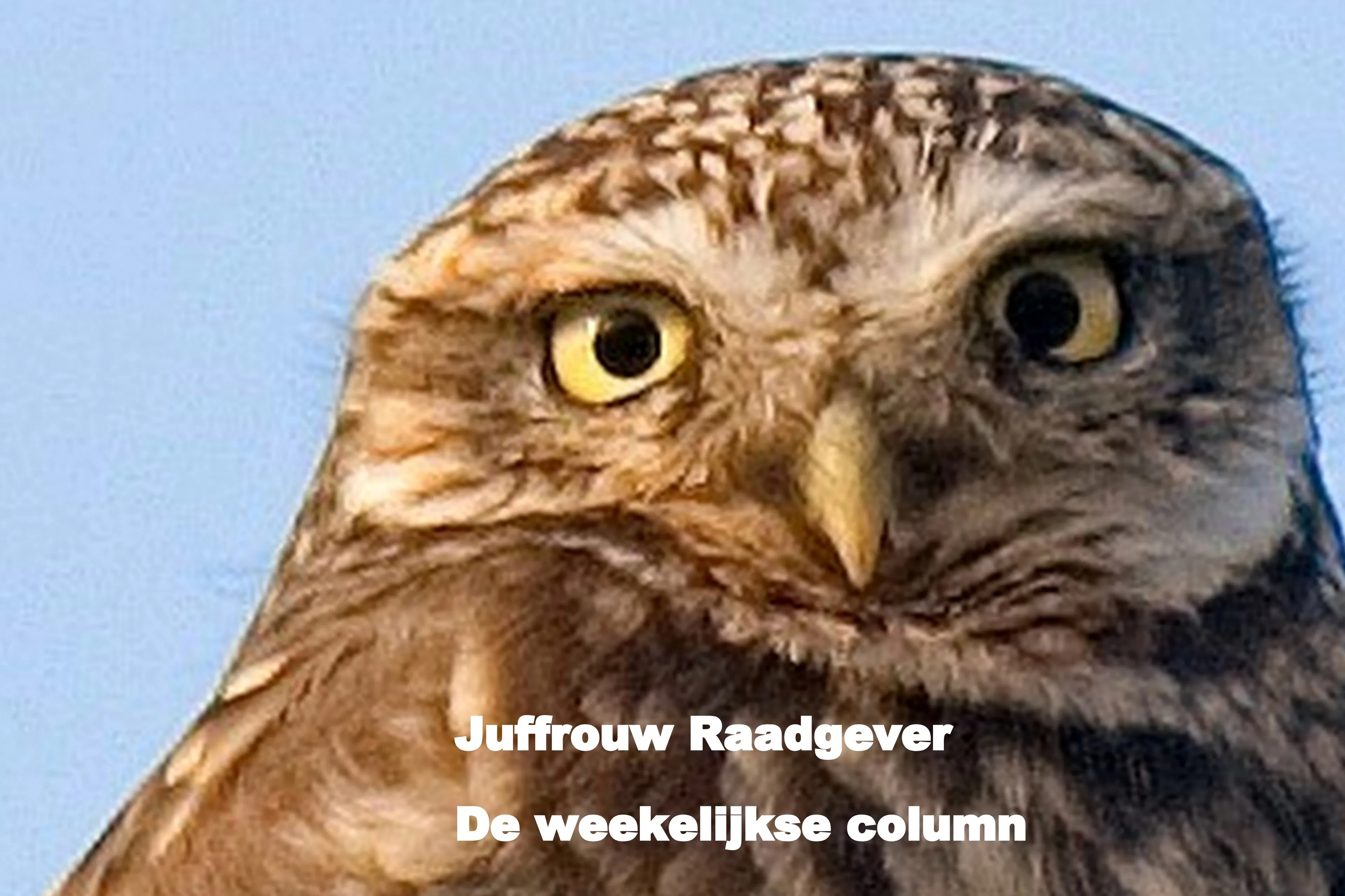 juffrouw raadgever groot met tekst
