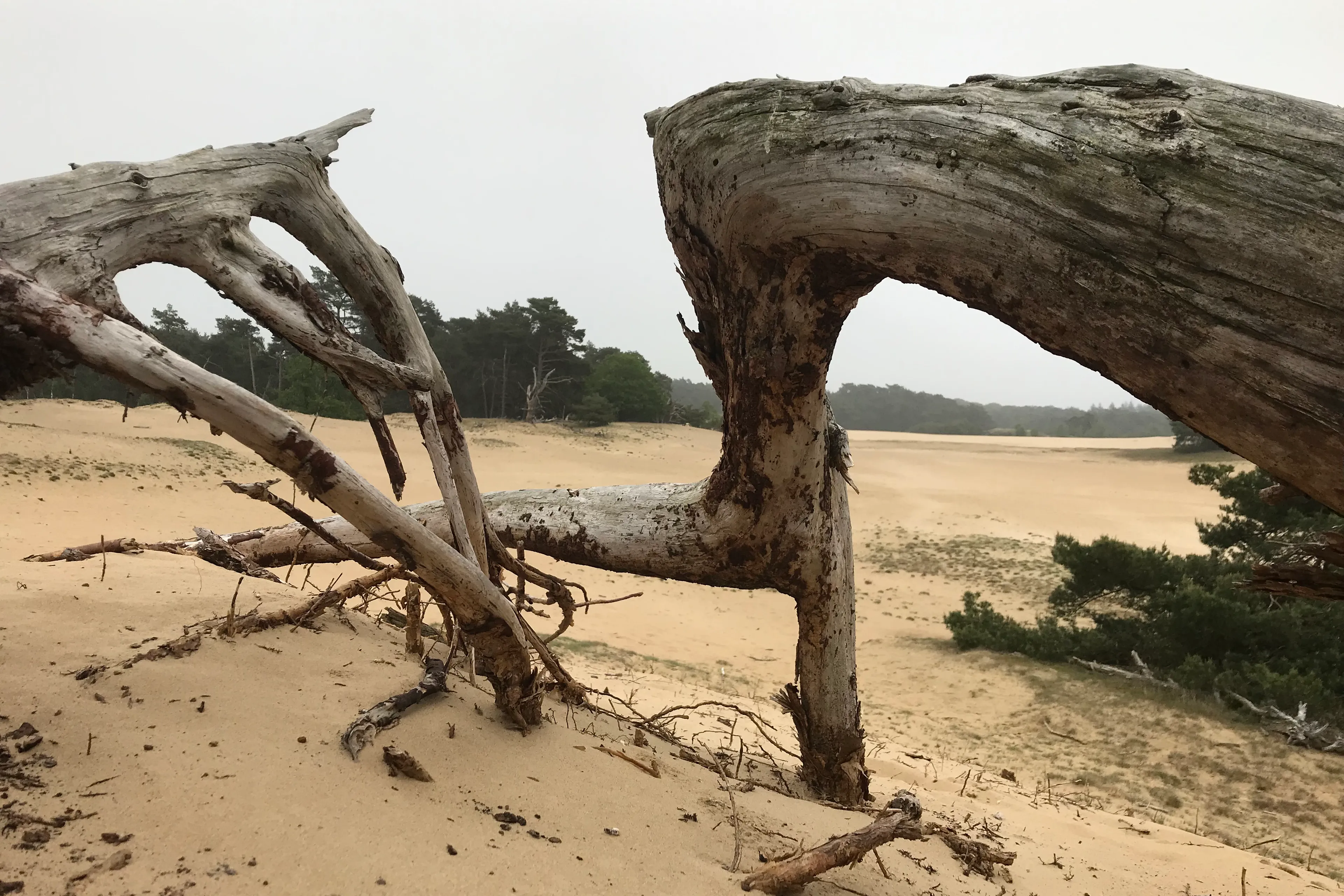 wekeromse zand 2img 7928