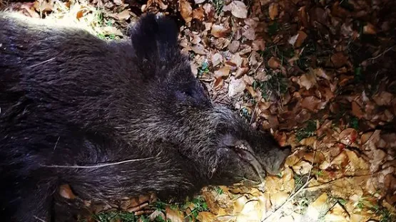 wijkagent gerben politie ede instagram