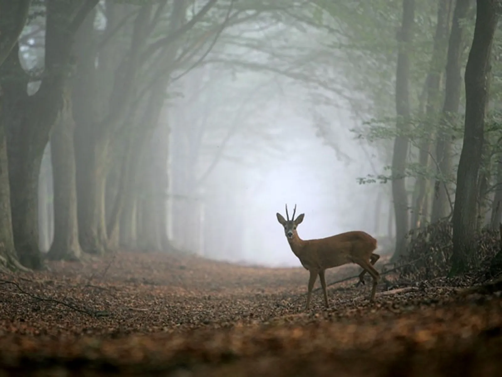 wild vroeg in de morgen