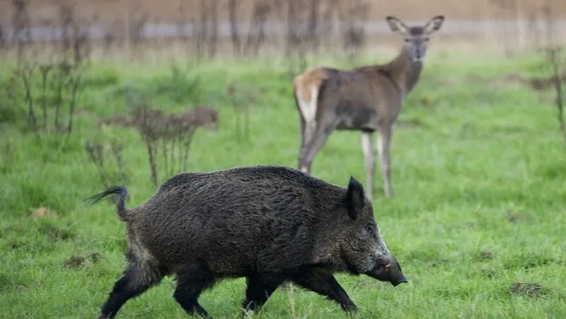 wildkanseltocht 13