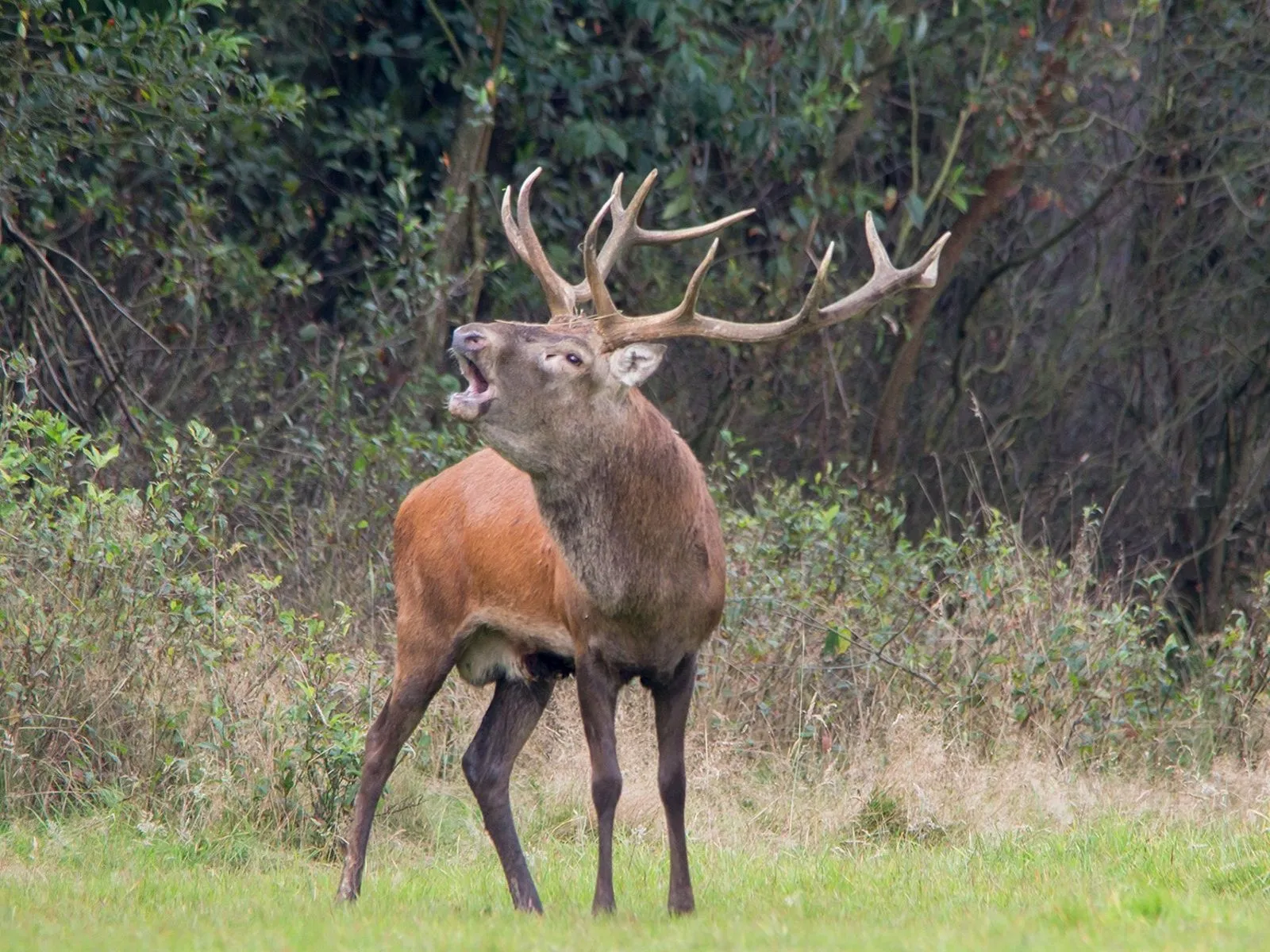 burlend hert 2014 nc veluwe