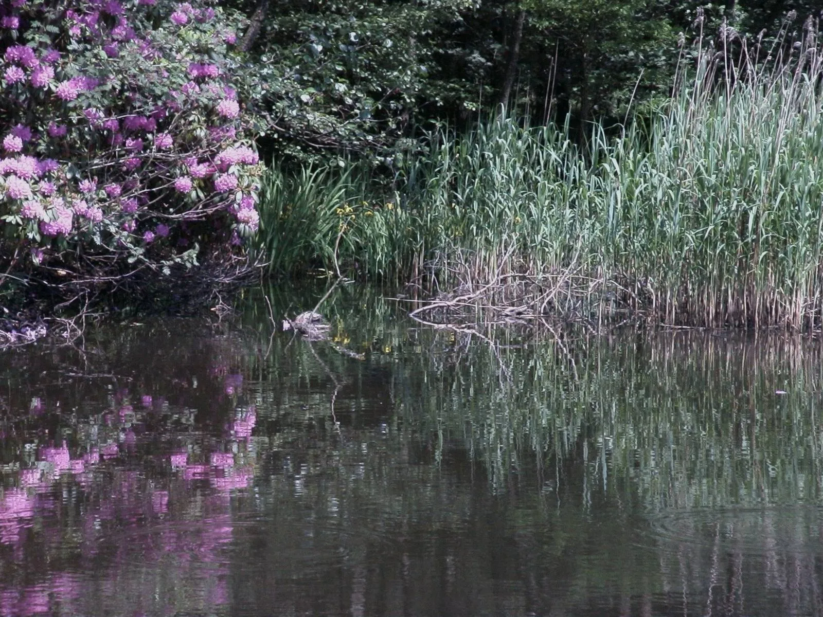 heidebloemplas 4