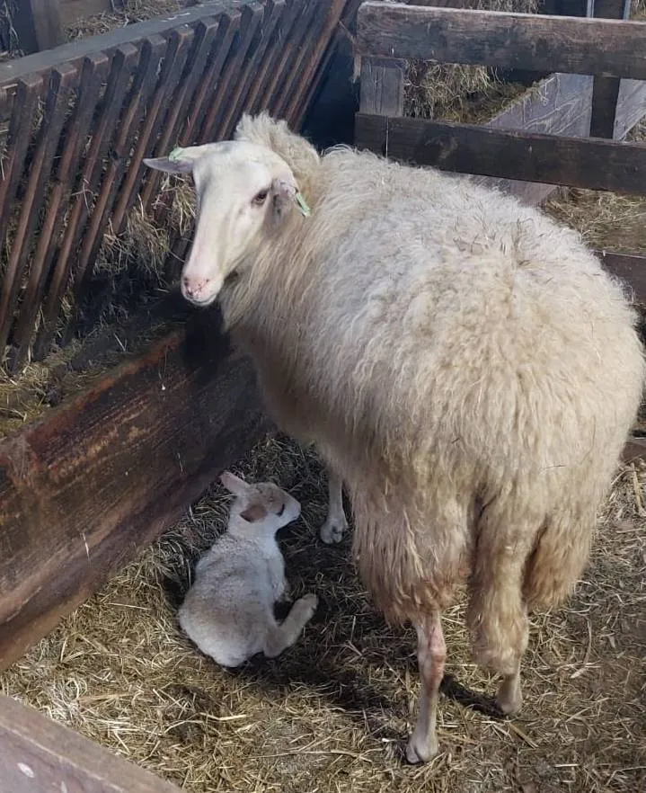 Eerste lammetje 2026 - foto Aart van den Brandhof