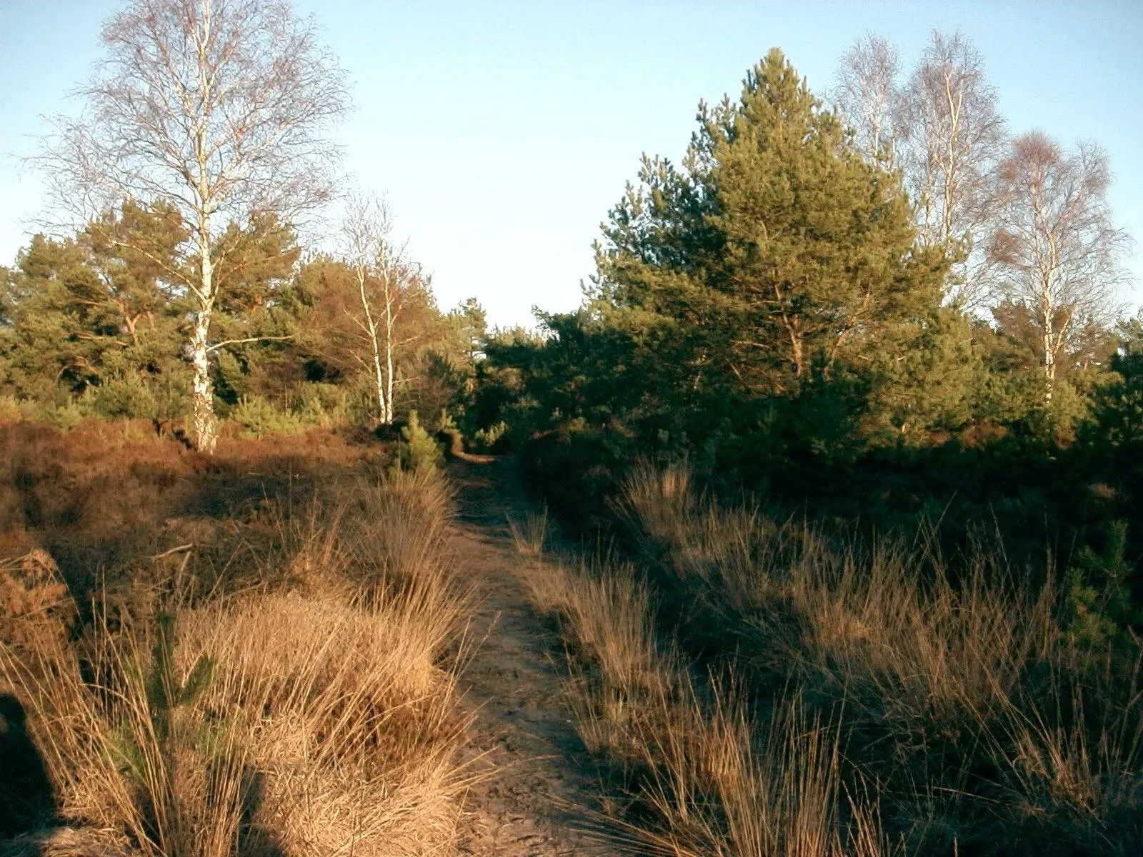 Edese heide 1 - nc de ginkel