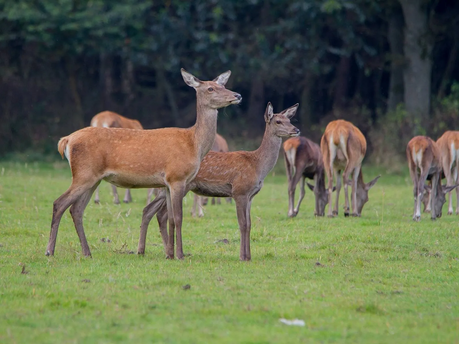 Wildkansel Natuurcentrum - 0355