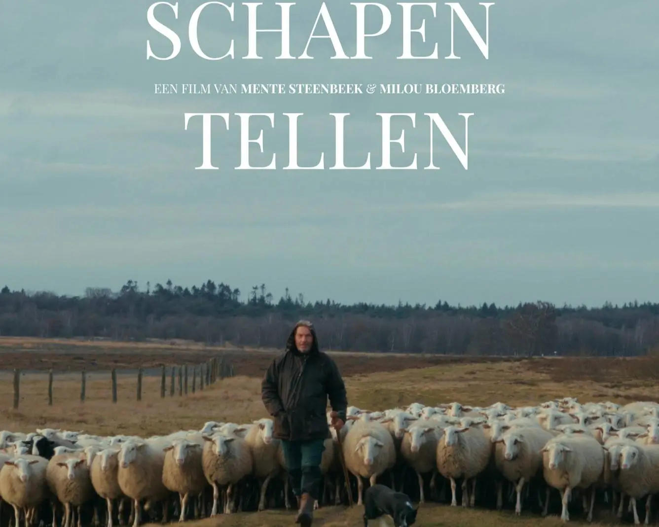 filmposter schapen tellen v1 verkleind