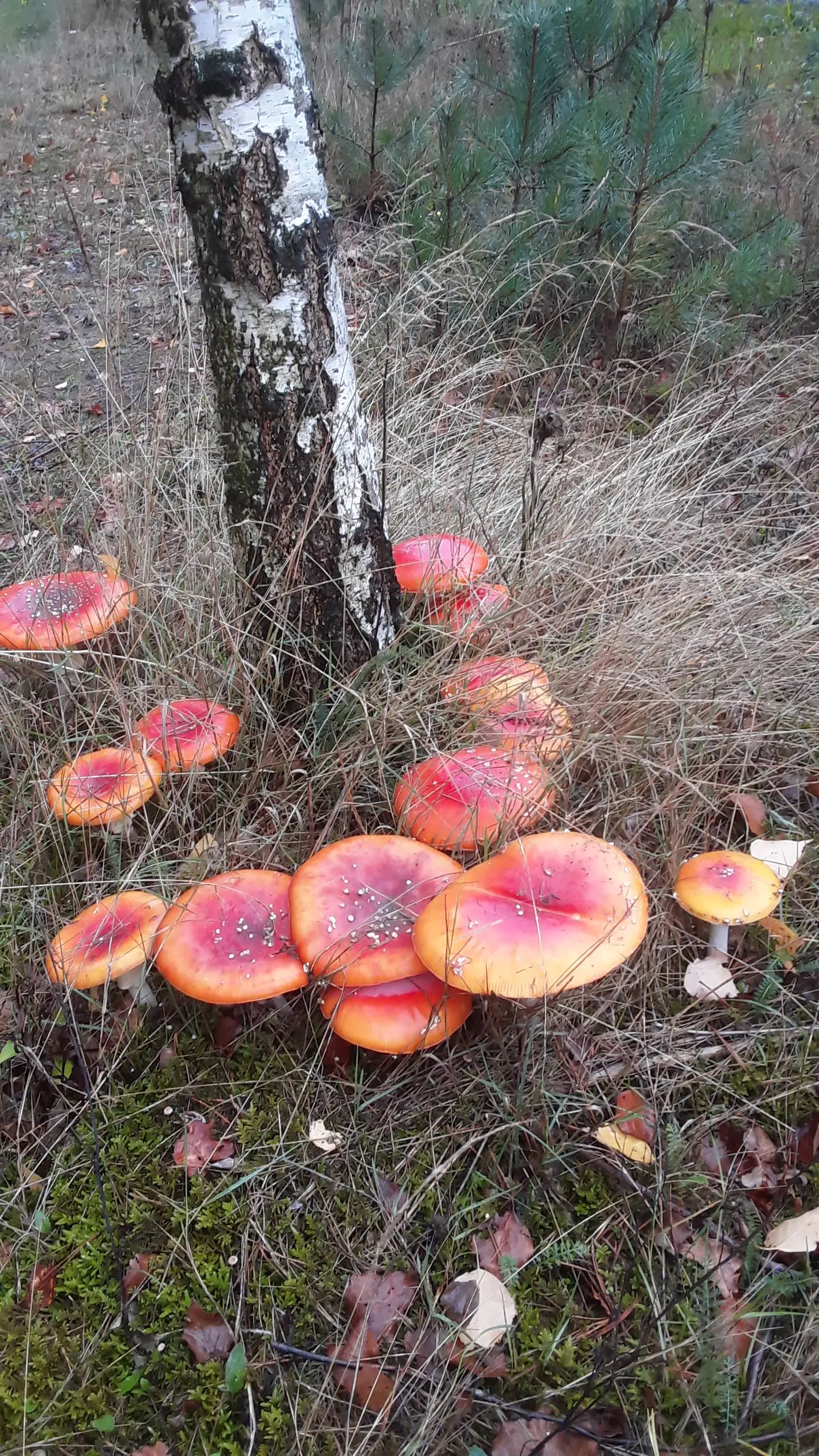 paddenstoelen in de herfst - nc de ginkel