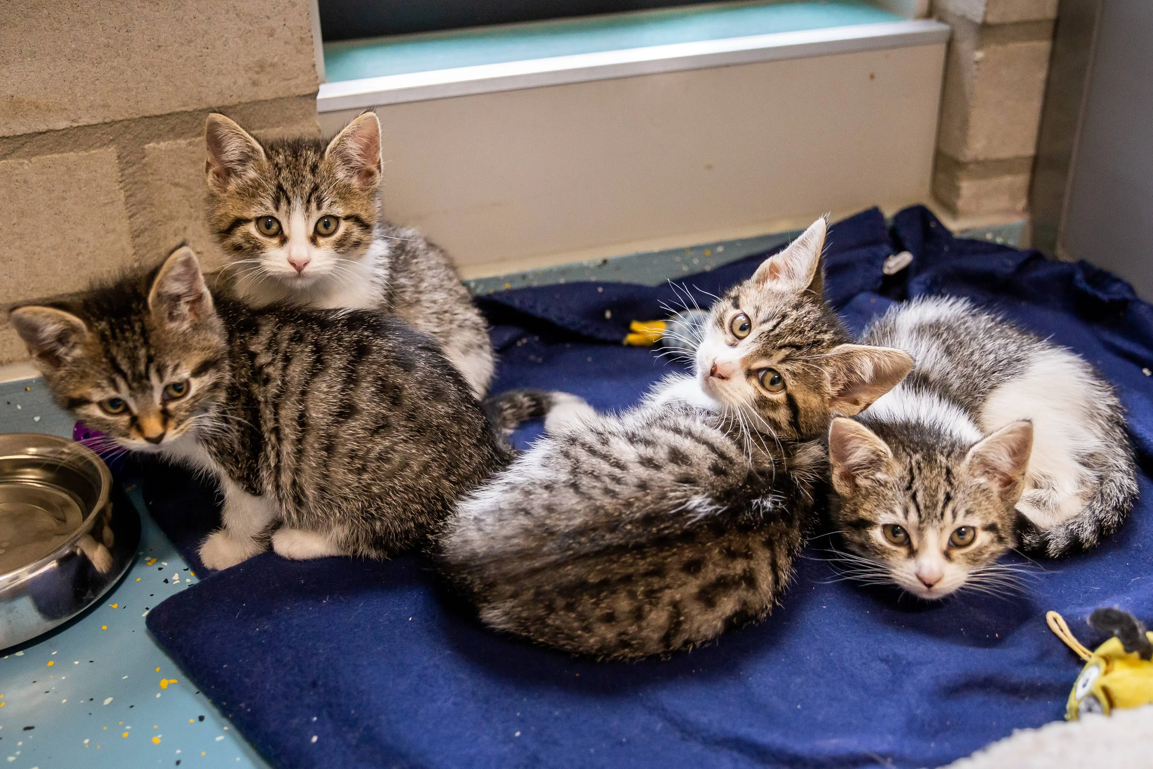 230718-3203-Kittenproblematiek bij de Dierenopvang