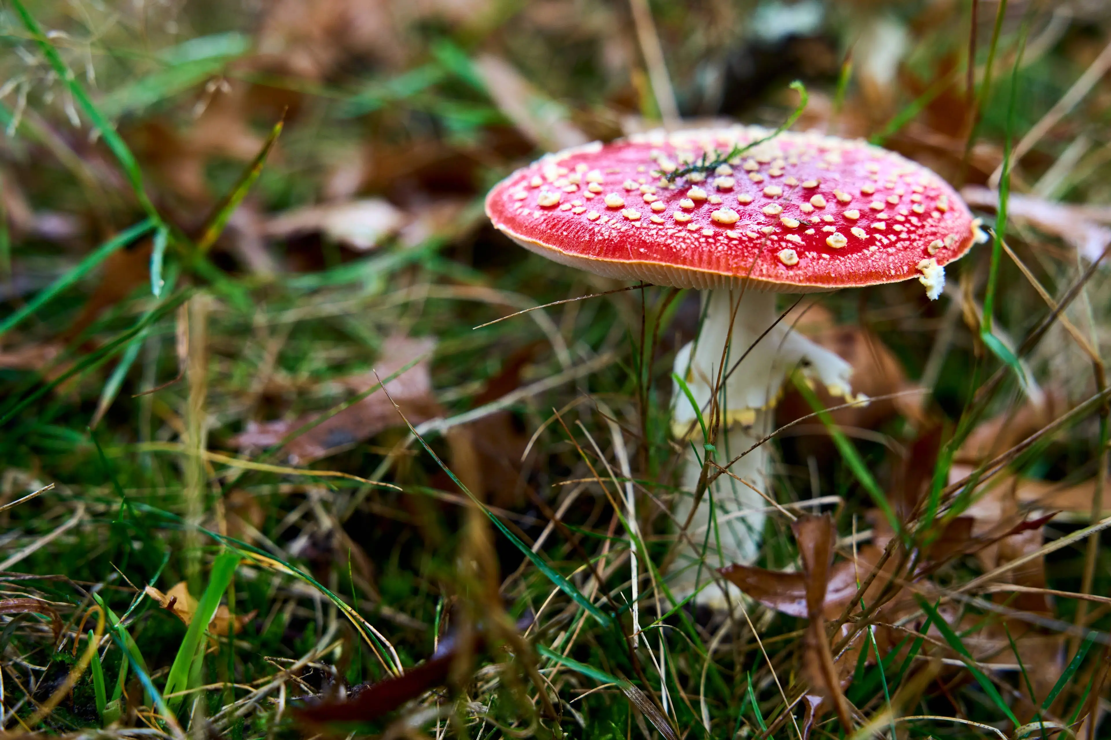 241018 0261 Herfstplaatje Rode paddestoel