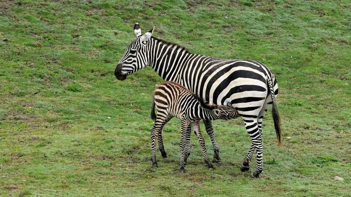 zebra