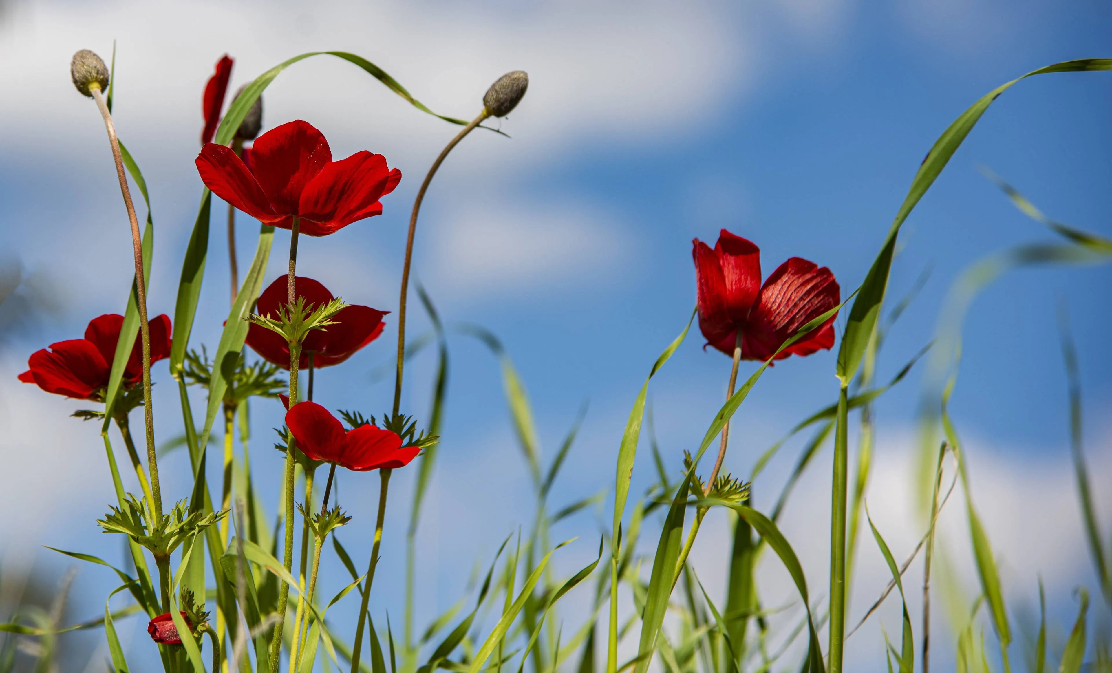 nimrodins-anemone-4870275