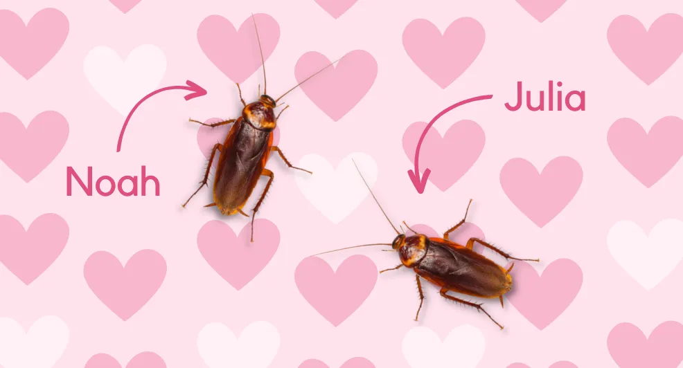 valentijn kakkerlak 2