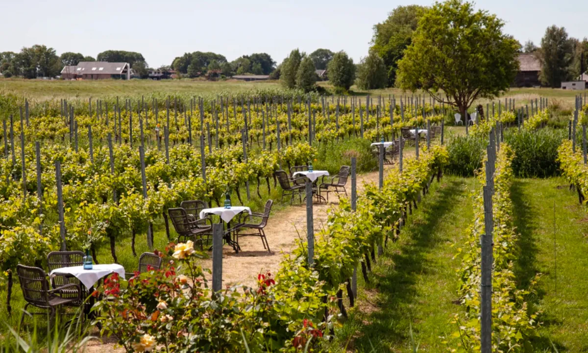 Zomeruitje: high wine in een échte wijngaard in de buurt van Amsterdam
