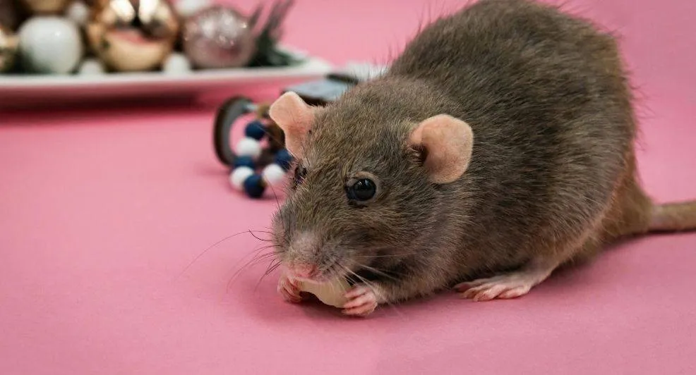 Dé ultieme wraak: vernoem deze Valentijn een rat naar je ex!