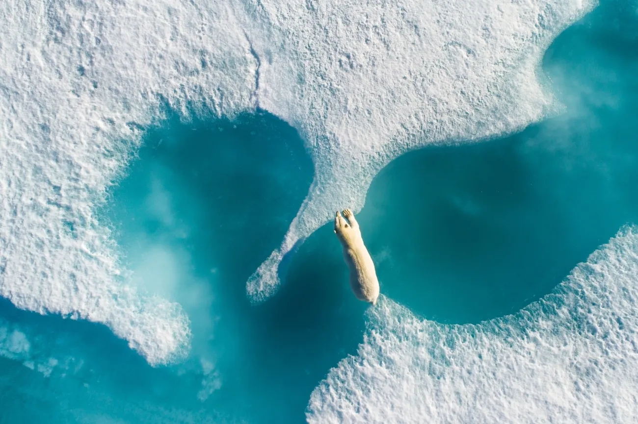 above the polar bear by florian ledoux 1