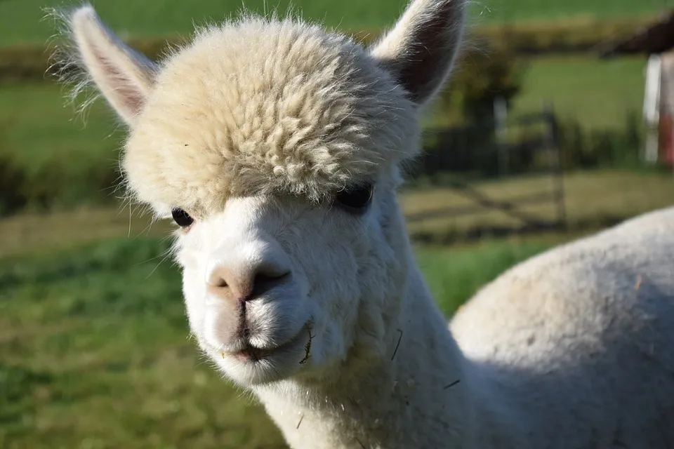 alpaca2