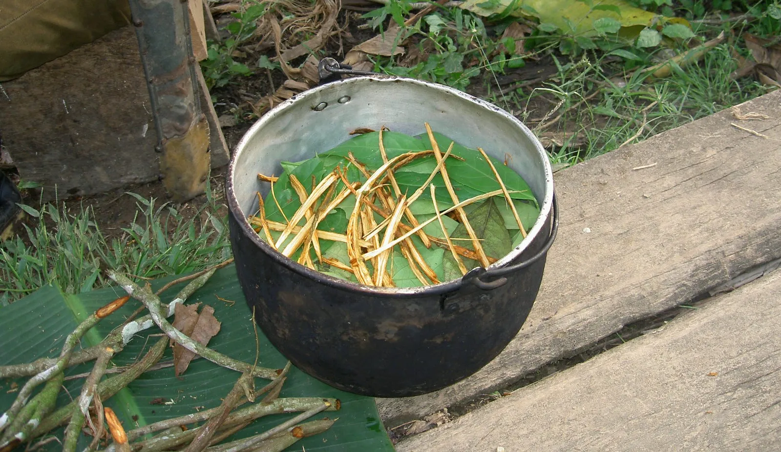 ayahuasca prep 1