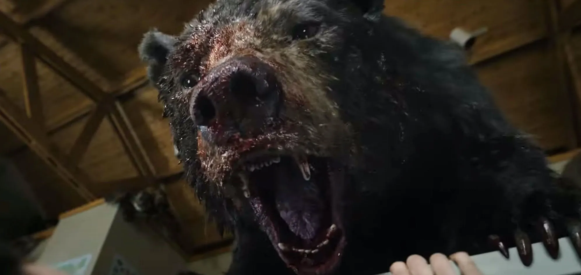 Cocaine Bear: een film over het waargebeurde verhaal van een beer die 136 kilo coke at