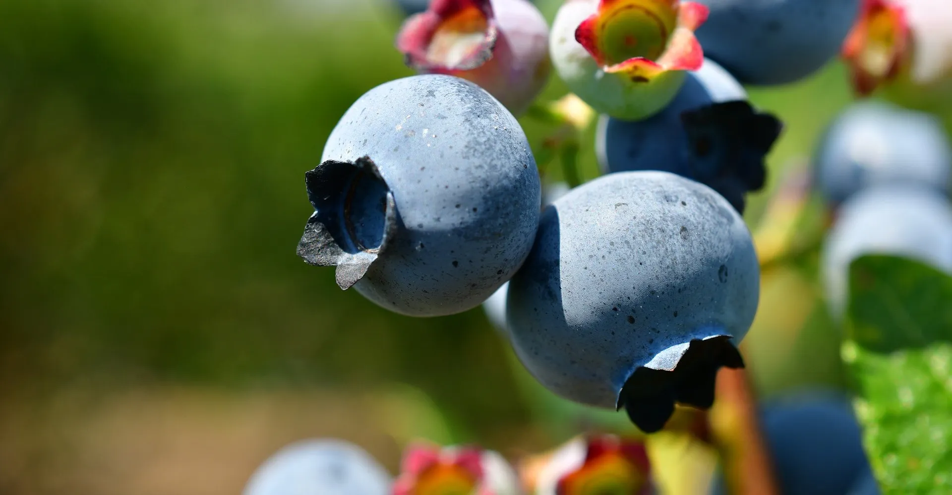 blueberries gd3565cb5f 1920