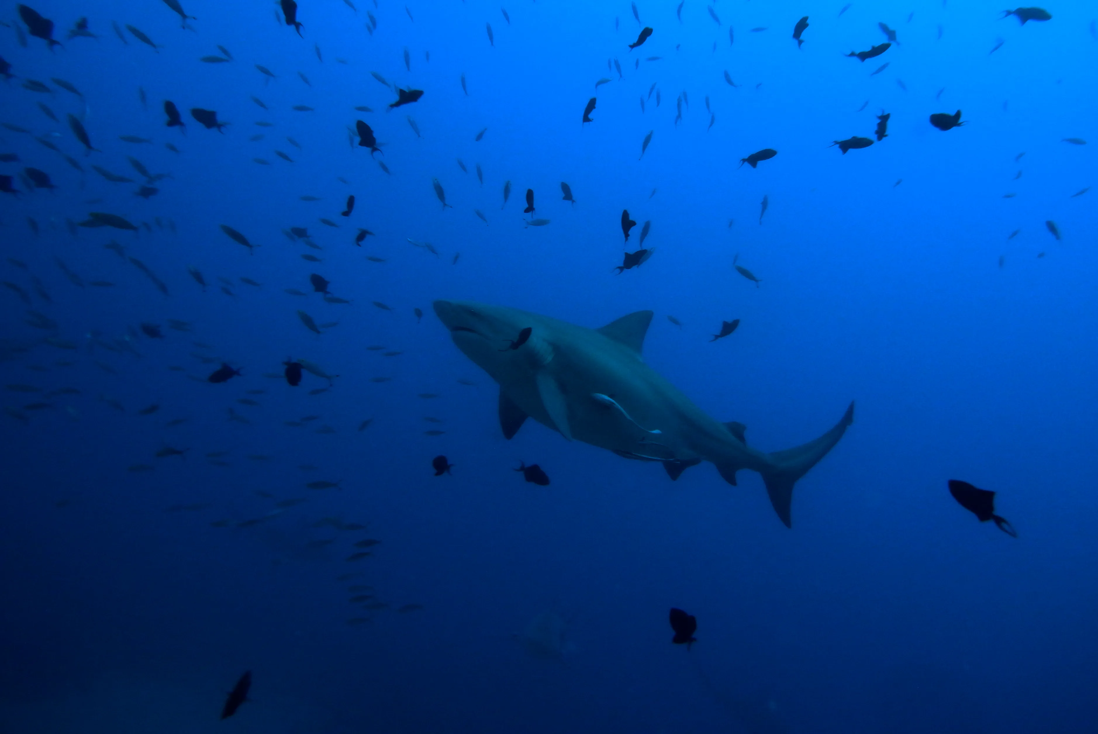 bull shark carcharhinus leucas 23096642576