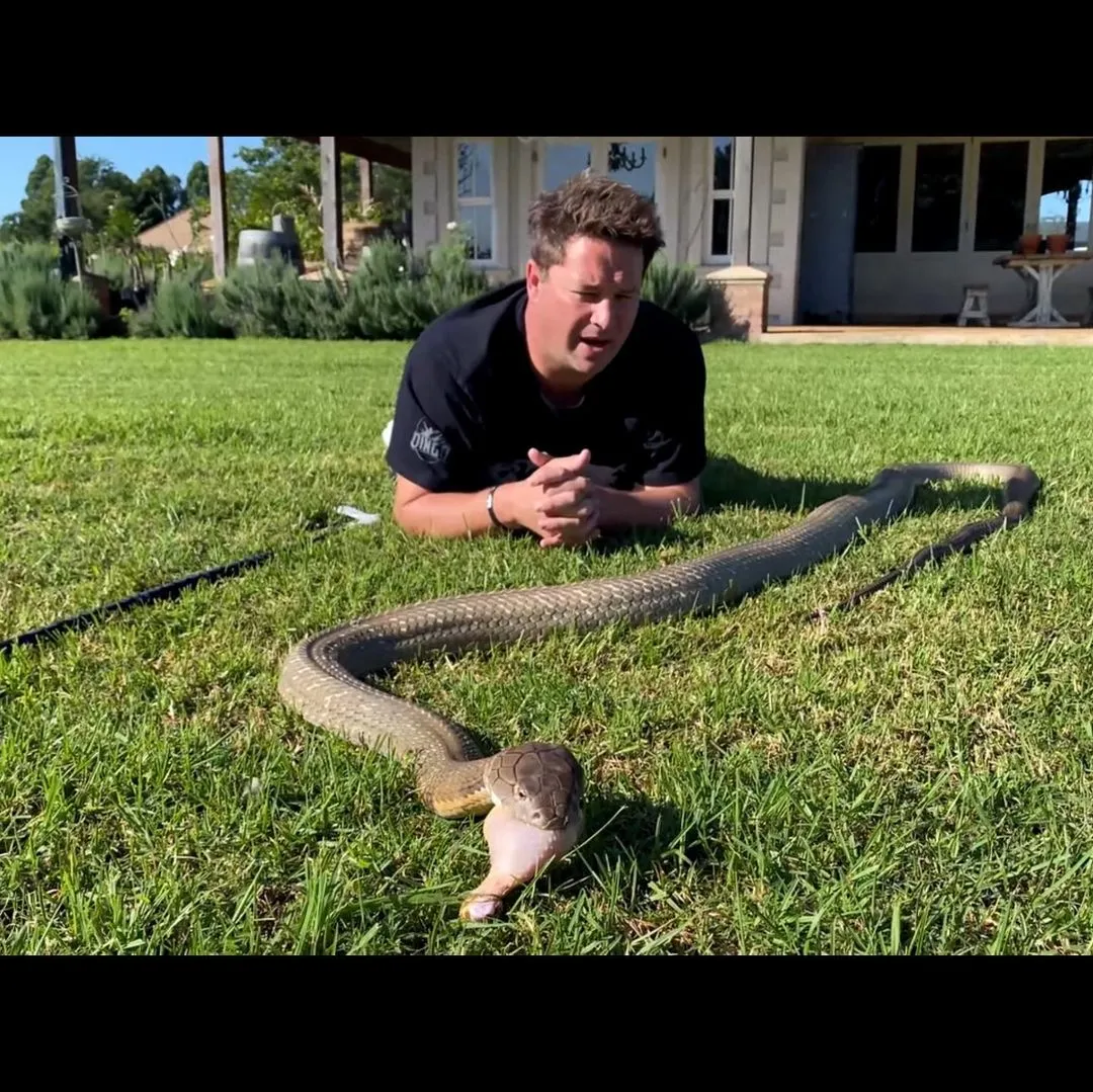 Dingo Dinkelman profileert zichzelf als de nieuwe Steve Irwin