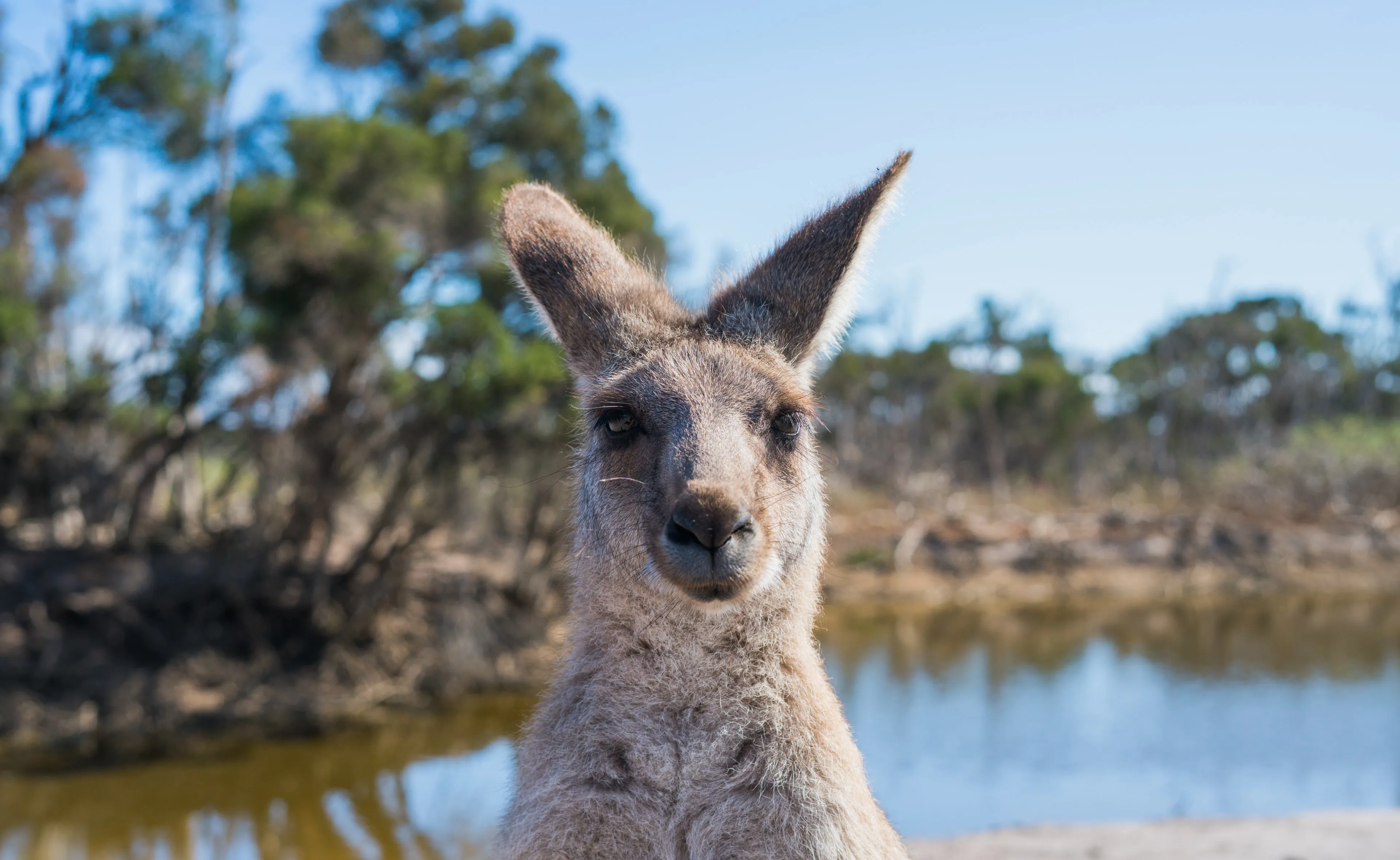 fhm kangoeroe 1