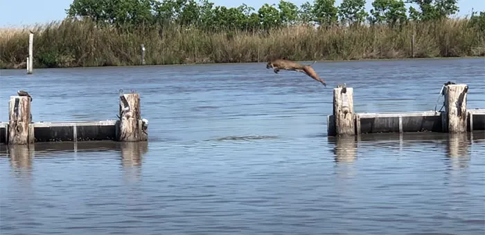 huge jump bobcat over water 5ebcf5cc85d10 700