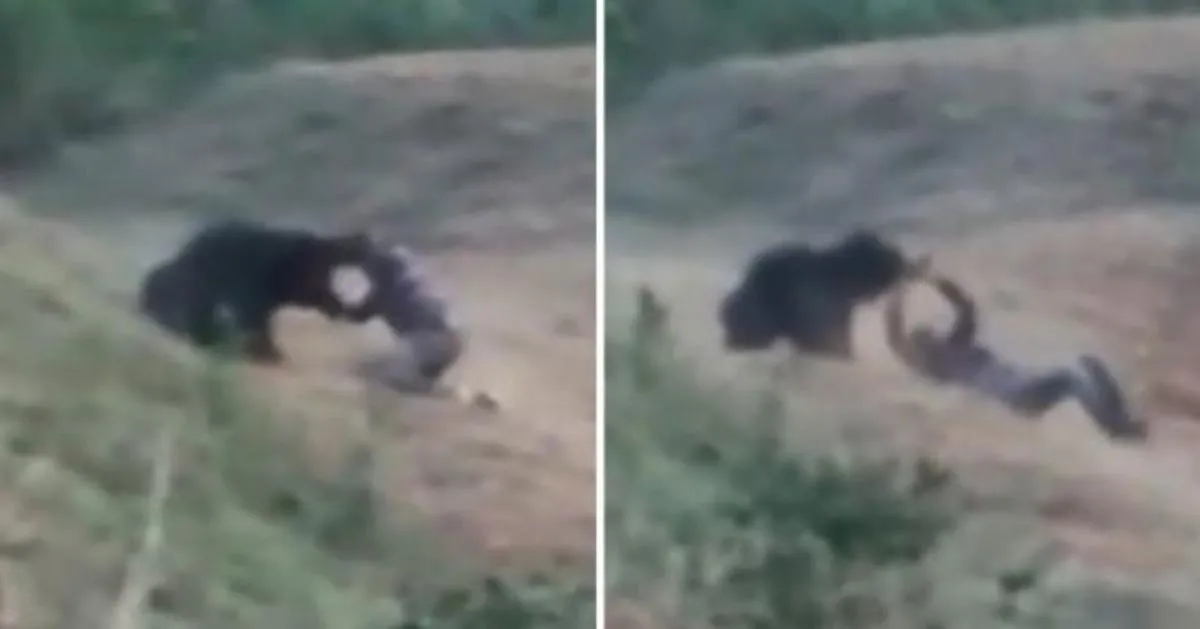 man mauled by bear