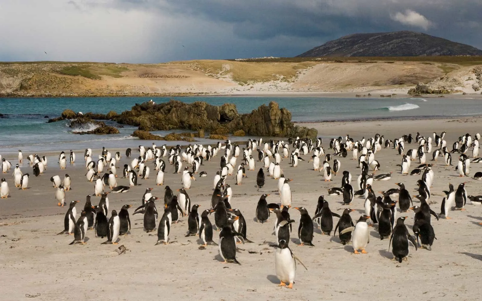 pebble island penguins falklands islandsale1218