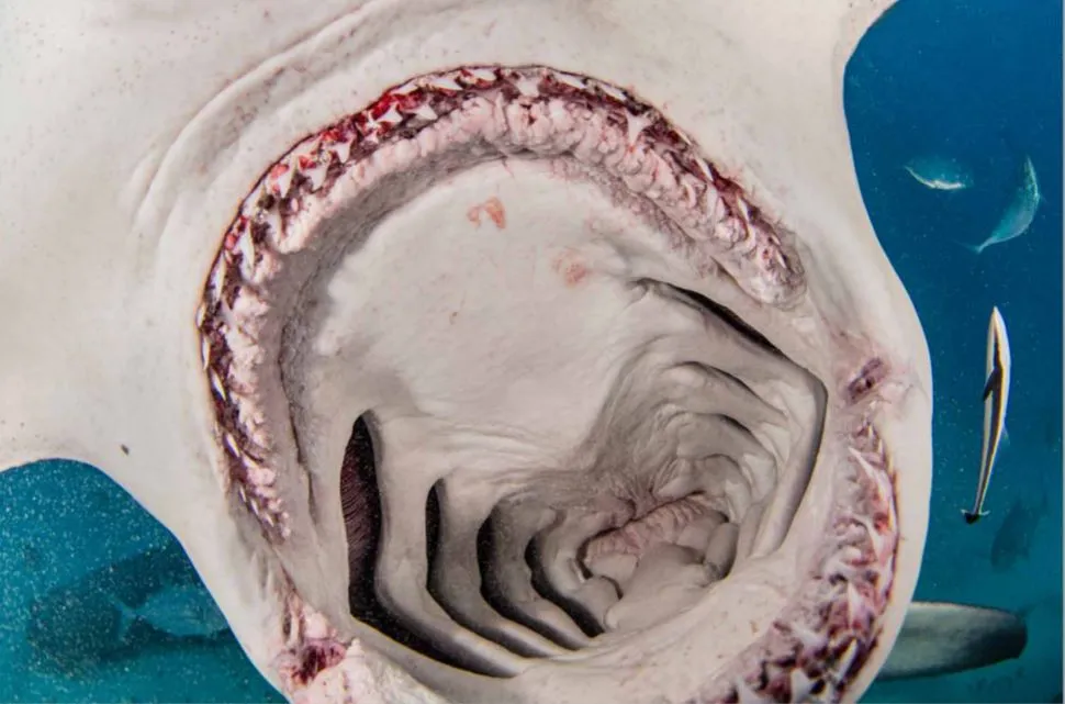 photo of inside a hammerhead sharks mouth