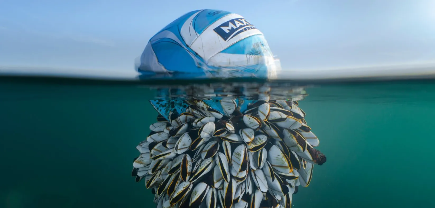 Dit zijn de absolute winnaars van de British Wildlife Photography Awards 2024