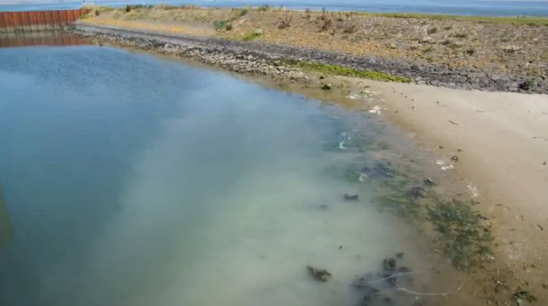 Massaal klaarkomende oesters kleuren zee bij Texel wit