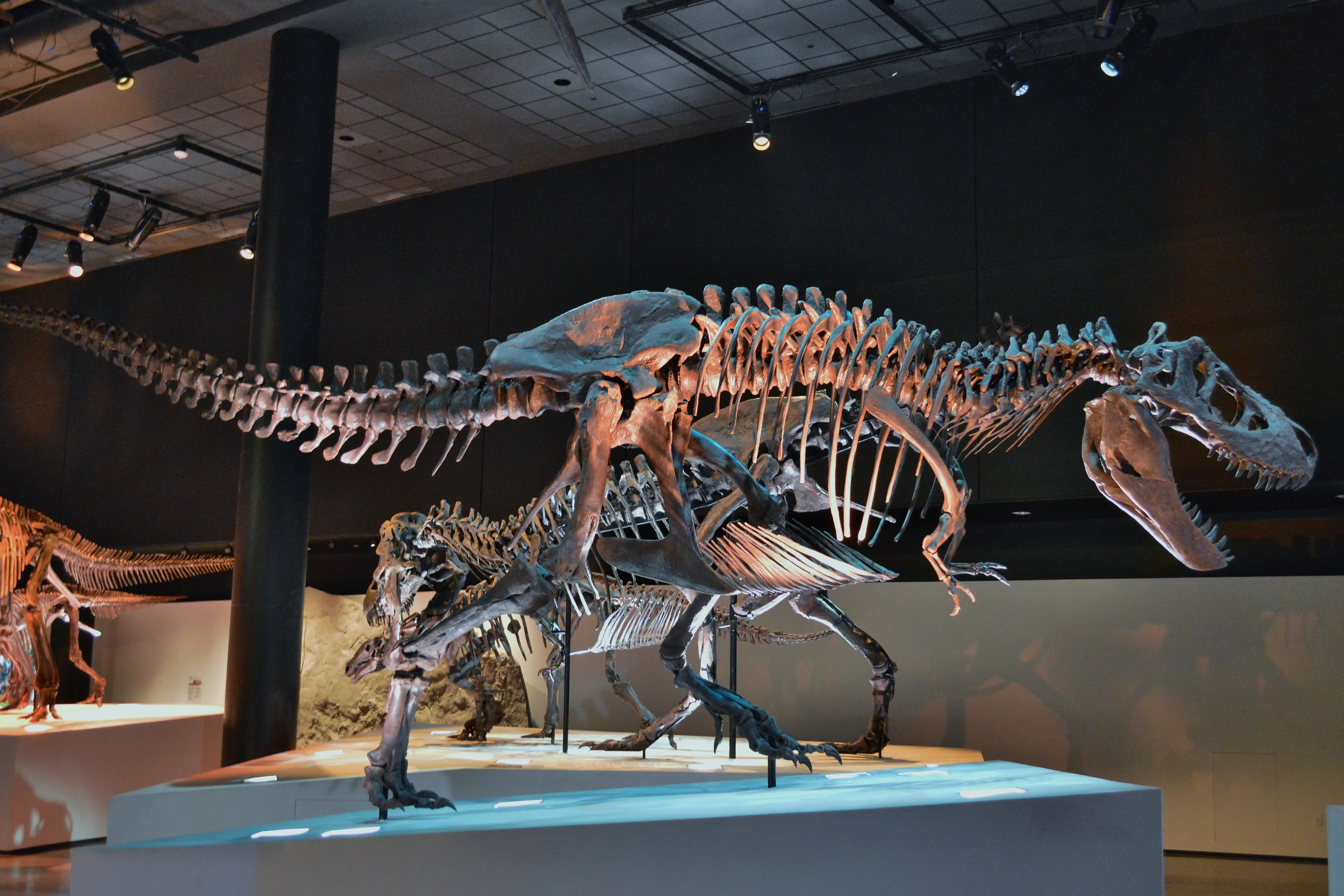 tyrannosaurus exhibit at the houston museum of natural science morian hall of paleontology